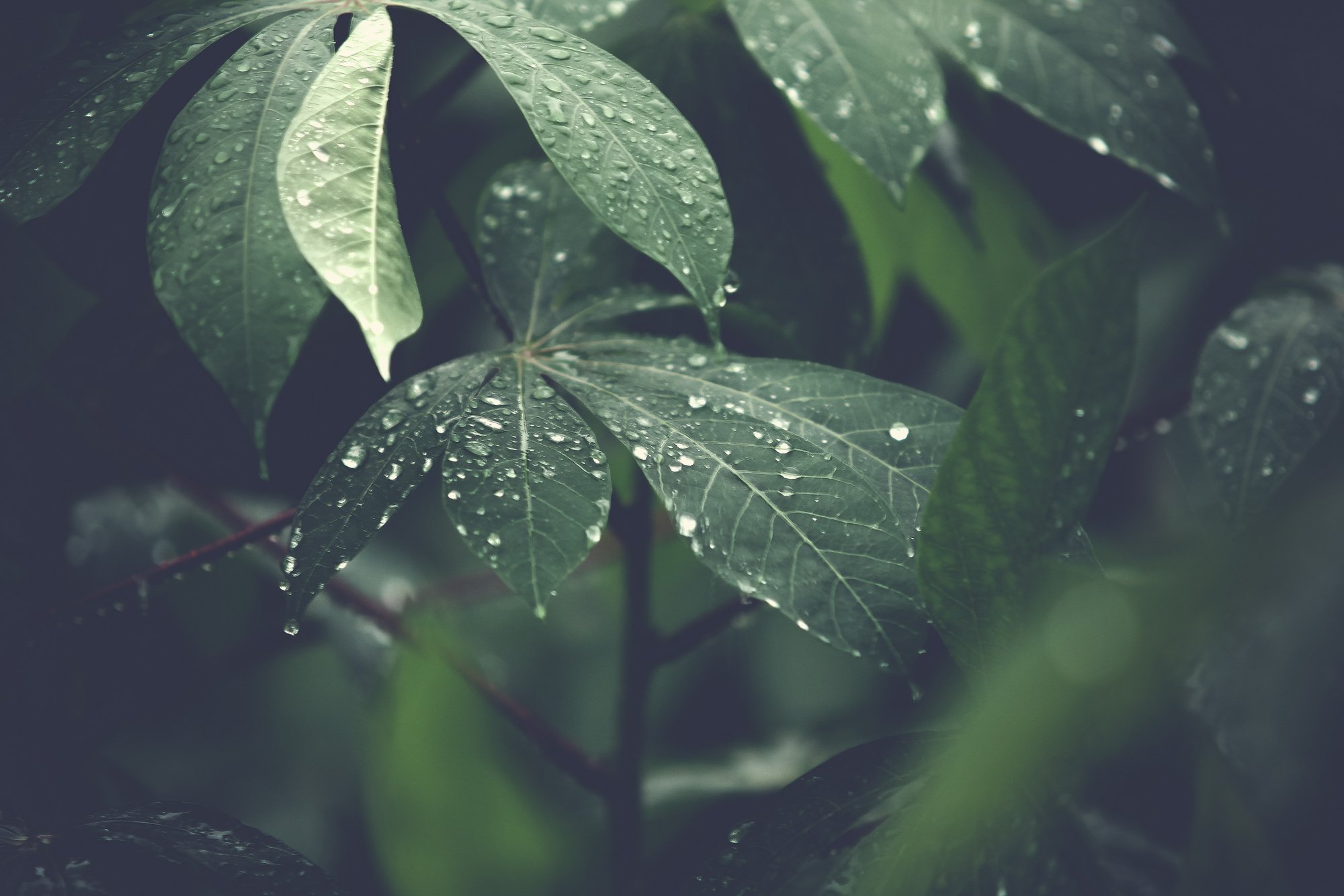 Selective Focus Photography of Plant With Water Dews